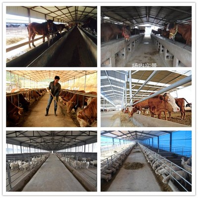 自動化飼養(yǎng)的革新 喂牛自動投料車與青貯撒料車在家畜飼養(yǎng)中的應用
